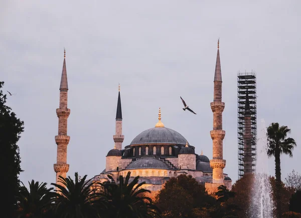 空飛ぶ鳥と木に囲まれたSuleymaniyeモスクの眺め — ストック写真