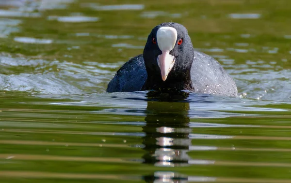 Nagy Fekete Eurázsiai Coot Madár Fulica Atra Vízben — Stock Fotó