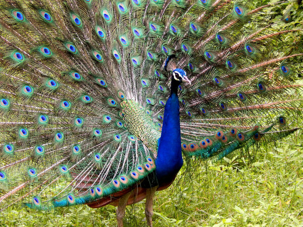 A peacock with a wide-opened tail in nature - the national bird of India