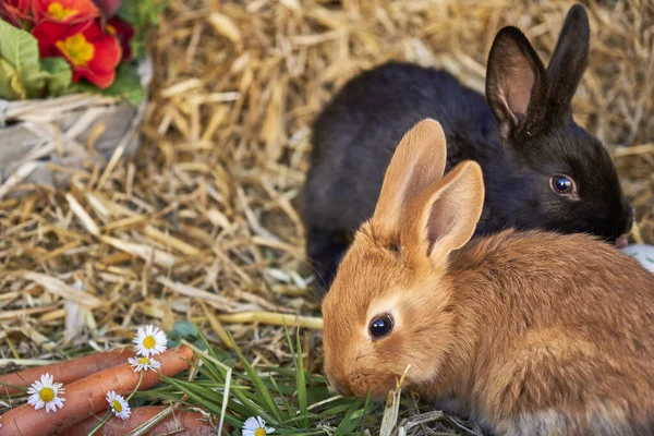 가축화 마리의 토끼가 빨대에 있습니다 Oryctolagus Cuniculus Domticus — 스톡 사진