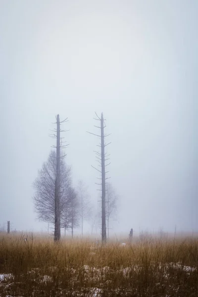 Eine Vertikale Aufnahme Einer Natürlichen Landschaft Von Einem Feld Mit — Stockfoto