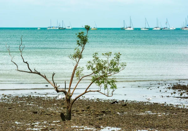 クイーンズランド州北部のトロピカル ノース クイーンズランド州の白日の海岸に生えている小さな裸の木 — ストック写真