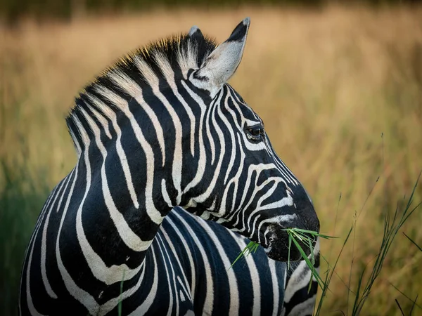 Closeup Shot Zebra Blurred Grass Field — Stock Photo, Image