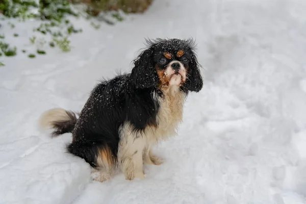 Perro Caballero Rey Charles Lindo Cachorro Bajo Nieve —  Fotos de Stock