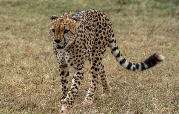 Selective Focus Shot Cheetah Walking Savanna — Stock Photo, Image