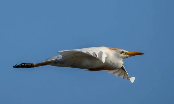 하늘을 날개를 플로리다 황로의 — 스톡 사진