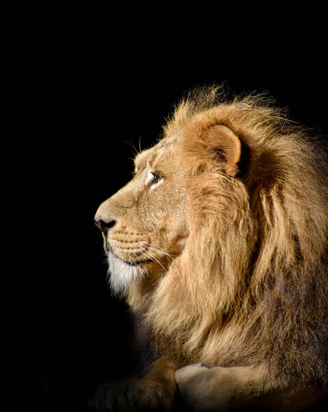A side shot of a lion's head on a black dark background
