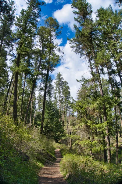 在蓝云的天空背景下 一条穿过绿树的狭窄森林小径的垂直截图 — 图库照片