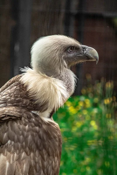 Griffon Vulture Field — Stock Photo, Image