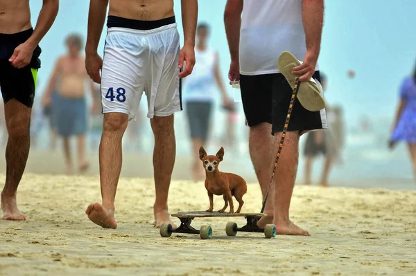 ビーチを歩く男の足とロングボードスケートに乗る小さな犬 — ストック写真