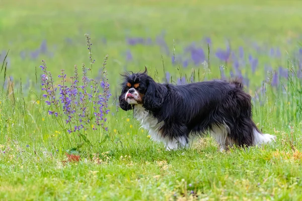 A dog cavalier King Charles smelling lavender flowers in a field