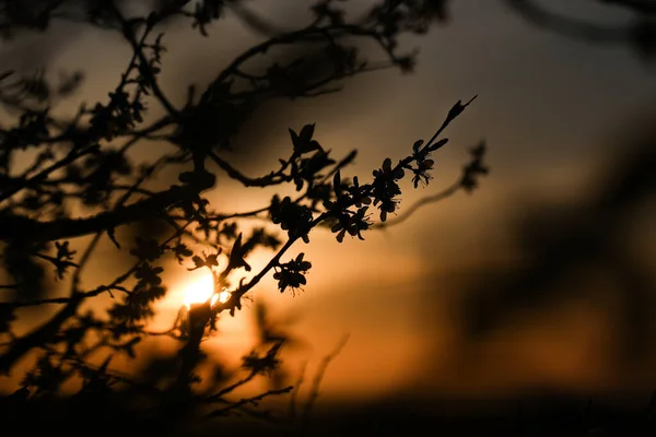 Bella Fotografia Colori Oggetto Primaverile — Foto Stock