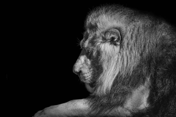 黒の背景にライオンのグレースケール側の肖像画 — ストック写真