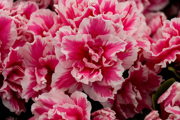 The close-up of pink-white Clove pink or Carnation flowers in the garden