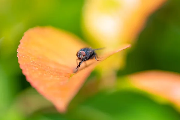 Eine Fliege Steht Auf Einem Blatt Garten — Stockfoto