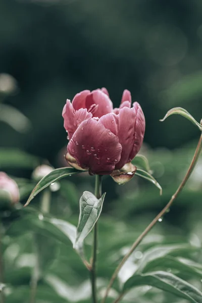 在绿色植物上生长的粉红牡丹的垂直特写 — 图库照片