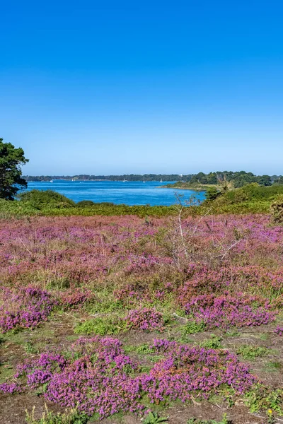 Morbihan körfezinde Ile-aux-Moines, fundalık fundalık çiçek