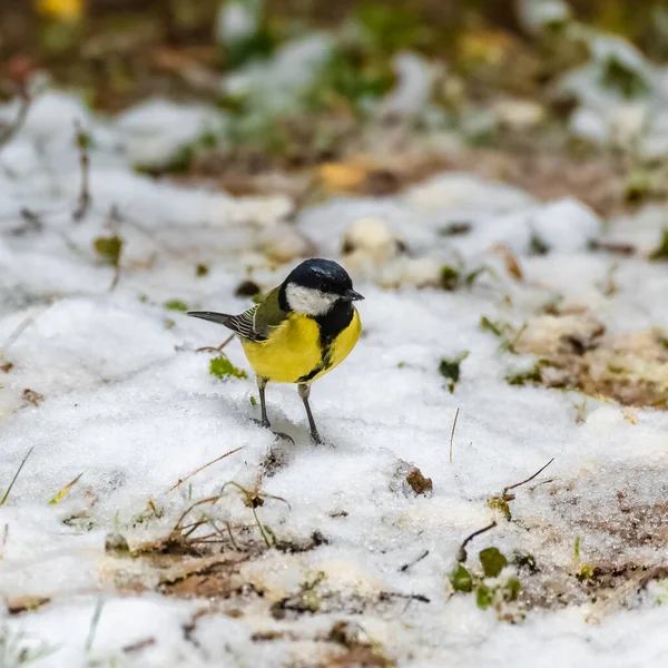 Great tit, bird eating seeds in the snow