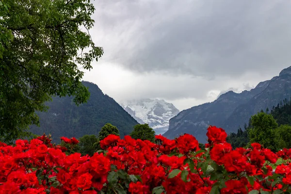 Closeup Bright Red Flowers Background Swiss Alps Jungfrau Switzerland — Stock Photo, Image