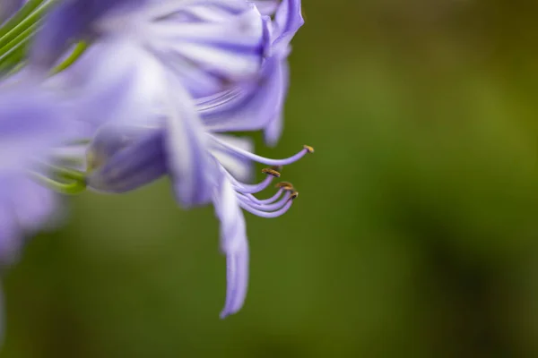 Närbild Filament Blommor Blå Afrikansk Lilja Agapanthus — Stockfoto