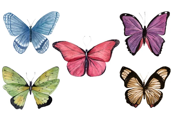 Beau Dessin Cinq Papillons Différents — Photo