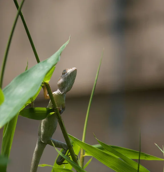 Caméléon Accroche Aux Pousses Bambou Dans Jardin — Photo
