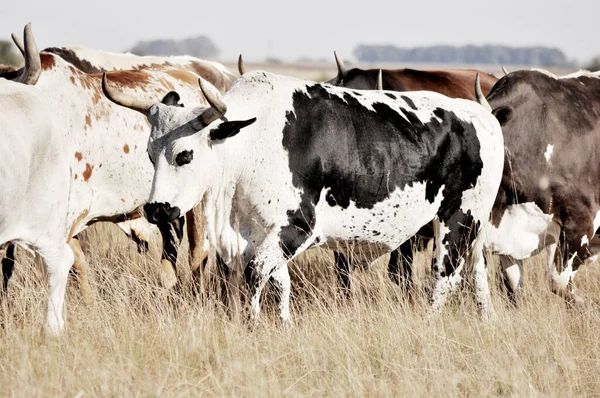 A herd of cows with patterned skin grazing in the farmland with dry grass