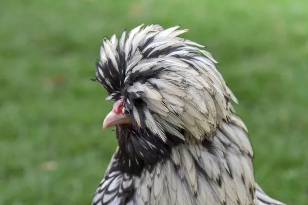 Een Zilveren Zwarte Polish Pullet Buiten Groen Gras — Stockfoto