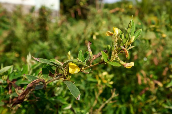 A close-up of a plant in garden against blurry background
