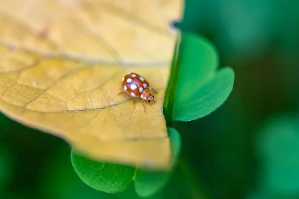 小甲虫 双峰虫 叶上的褐色和白色昆虫 — 图库照片