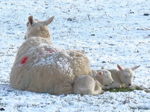 Весной Близнецы Ягнят Овцы Заснеженном Поле Шотландских Границах — стоковое фото
