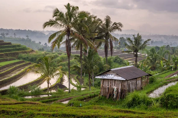 Beau Paysage Avec Une Cabane Des Rizières Bali Indonésie — Photo