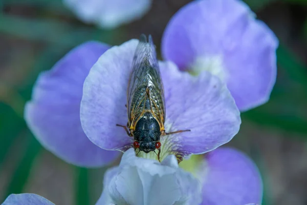 17歳の蝉は リンパ節から出現した後 紫色の虹彩の花弁の上に休んでいます — ストック写真