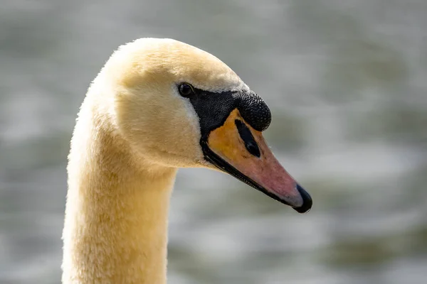 Detailní Záběr Němou Labutí Hlavu Cygnus Olor — Stock fotografie