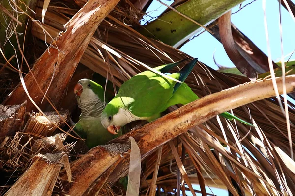 Flock Green Monk Parakeets Palm Tree — Stock Photo, Image