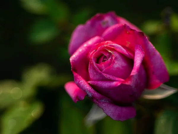 Makro Záběr Fialové Růže Mokrými Okvětními Lístky Přes Rozmazané Zelené — Stock fotografie