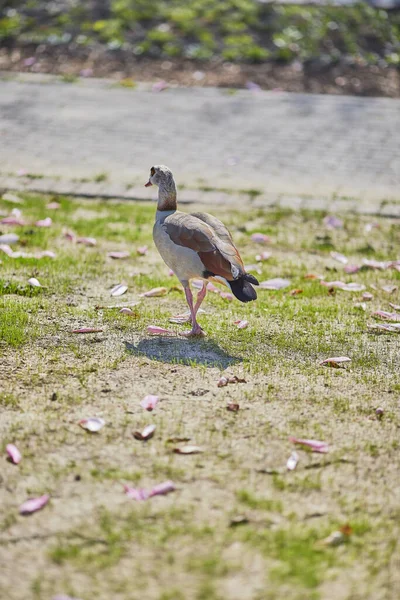 Egy Függőleges Közelkép Egy Egyiptomi Libáról Aki Füvön Sétál Parkban — Stock Fotó