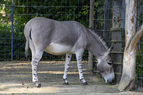 Beautiful Donkey Grazing Zoo Metallic Fences — Stock Photo, Image