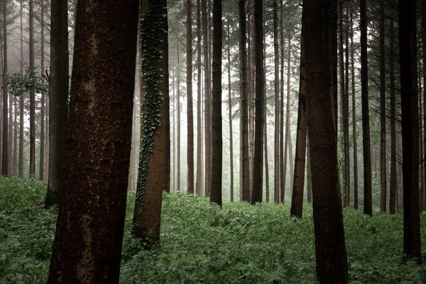 Egy Gyönyörű Titokzatos Erdő Hosszú Fákkal Zöld Levelekkel Borítva Egy — Stock Fotó