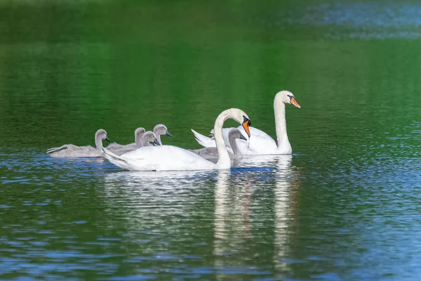 White Mother Swan Swimming Cygnets — Stock Photo, Image