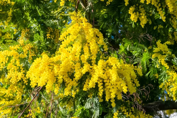 Yellow Mimosa Spring Blossom Flowers — Stock Photo, Image