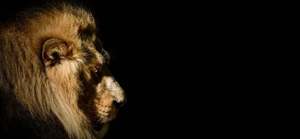 A closeup of a lion with a black background