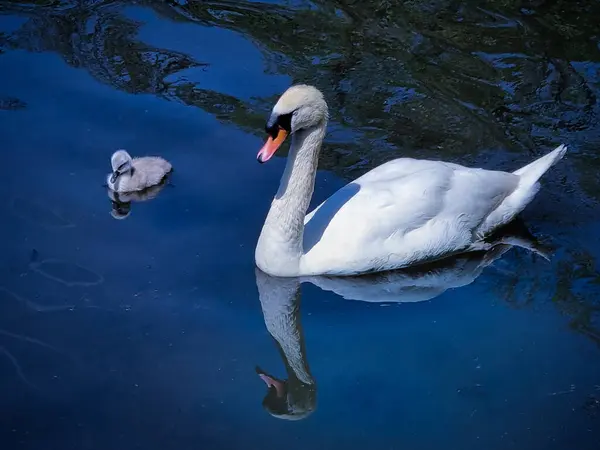 Primer Plano Cisne Blanco Nadando Agua —  Fotos de Stock