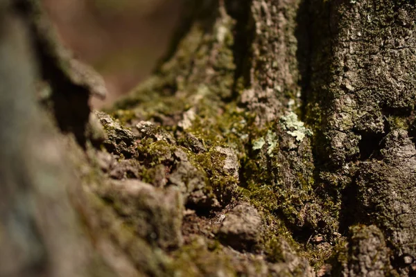 Primer Plano Roca Musgosa — Foto de Stock