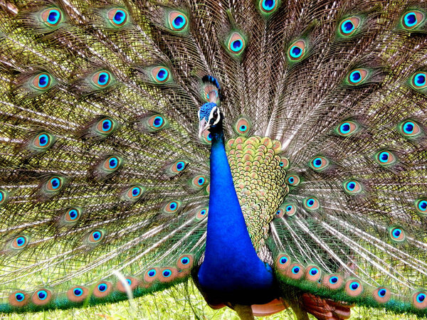 A closeup shot of a peacock displaying its beautiful open tail