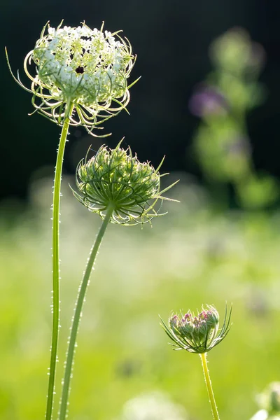 A vertical hot of wildflowers in a field with a blurry background