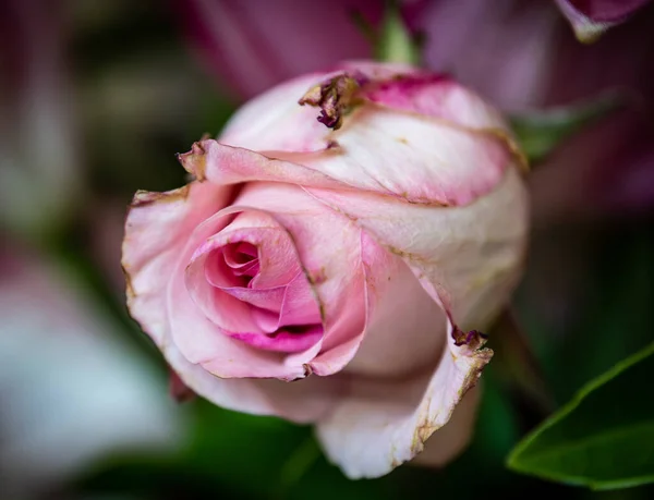 Egy Közeli Kép Egy Rózsaszín Rózsa Homályos Háttér — Stock Fotó