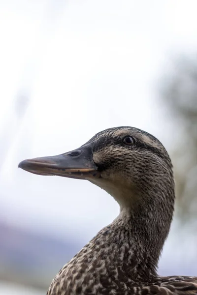 Vertical Shot Portrait Brown Duck — Stock Photo, Image