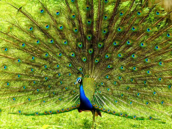 A peacock dancing in nature - the national bird of India