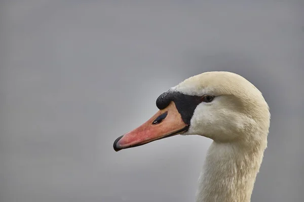 Retrato Belo Cisne Branco — Fotografia de Stock